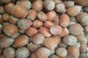 Hazelnut from Moldova